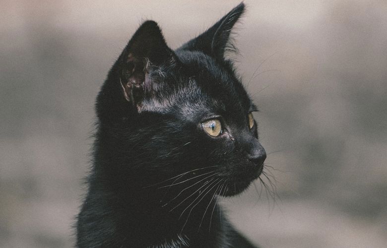 Saiba mais sobre o Halloween e as raças de gato preto