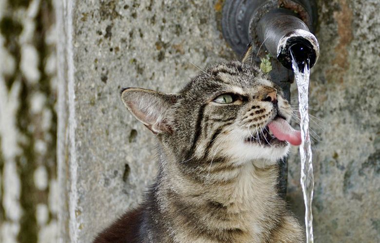 Quais os benefícios das fontes de água para os gatos? 